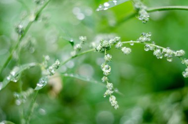 Yumuşak odaklı soyut arka plan. Çaydanlık damlalarının altında çayır otu, yağmurdan sonra. Güzel doğa arka plan.