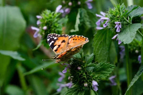 Fundo mágico com borboleta senhora pintada. Feche a foto da borboleta em uma flor de jardim . — Fotografia de Stock