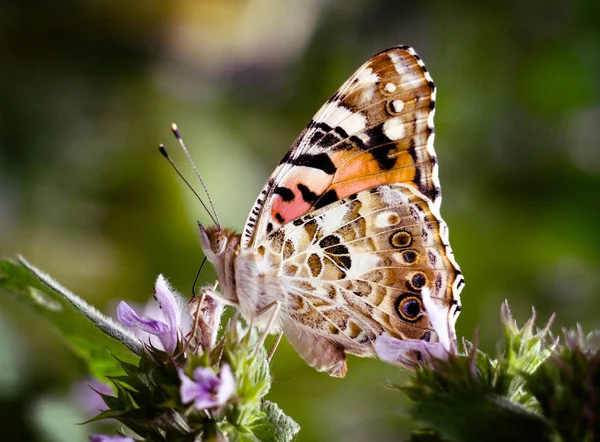 Fundo mágico com borboleta senhora pintada. Feche a foto da borboleta em uma flor de jardim . — Fotografia de Stock