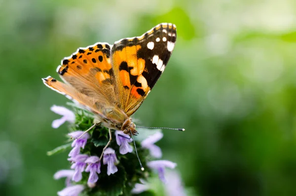 Fundo mágico com borboleta senhora pintada. Feche a foto da borboleta em uma flor de jardim . — Fotografia de Stock