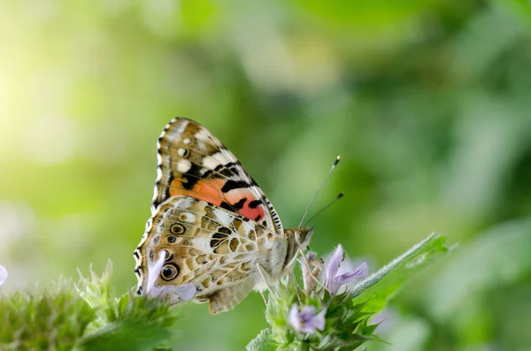 Fundo mágico com borboleta senhora pintada. Feche a foto da borboleta em uma flor de jardim . — Fotografia de Stock