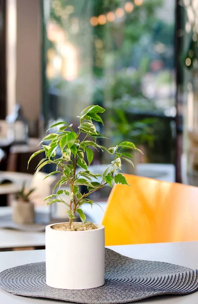 Pot de fleurs avec Ficus Xoina Plante d'intérieur debout dans la table du café de la ville d'été . — Photo