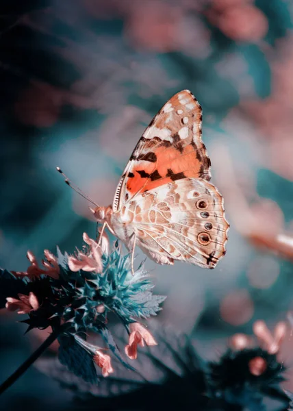 Fundo mágico com borboleta senhora pintada. Feche a foto da borboleta em uma flor de jardim . — Fotografia de Stock