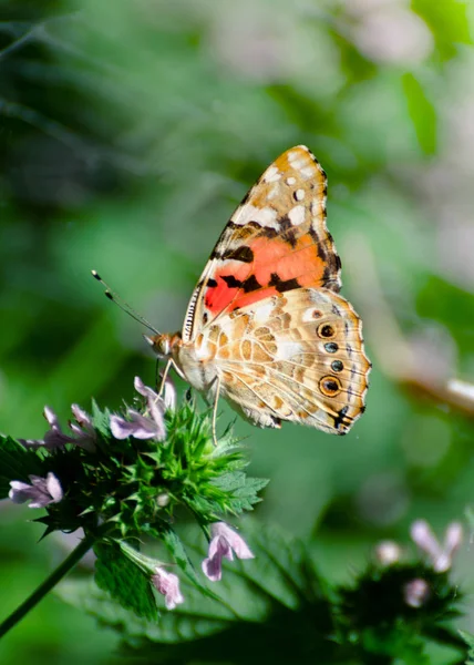 Magiczne tło z malowaną panią motyla. Zbliżenie zdjęcie motyl na kwiat ogrodu. — Zdjęcie stockowe