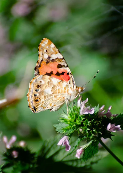 Fondo mágico con mariposa dama pintada. Cerca de la foto de la mariposa en una flor de jardín . — Foto de Stock