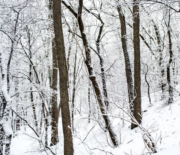 Floresta de Inverno. Neve árvores cobertas na floresta . Fotografia De Stock