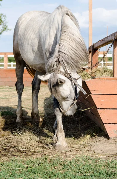 Light grey horse feeding near hitching post in the farm yard.