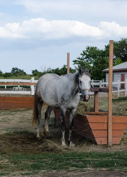 Light grey horse feeding near hitching post in the farm yard.