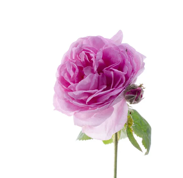 Różowa herbata Róża Kwiat na białym tle. — Zdjęcie stockowe
