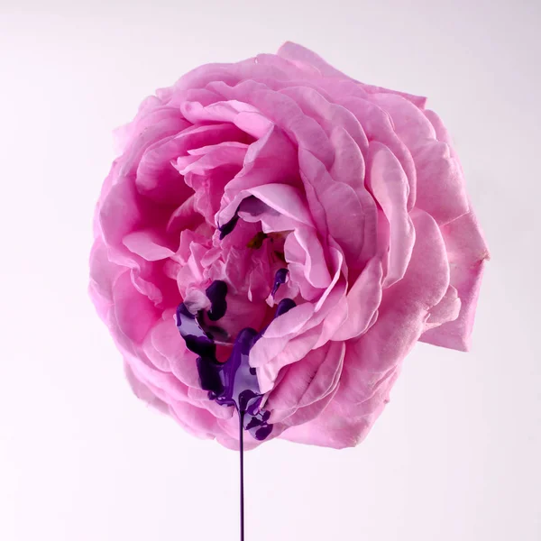Rosa rosa e tinta violeta. Conceito de saúde da mulher. Flor como símbolo da vagina . — Fotografia de Stock