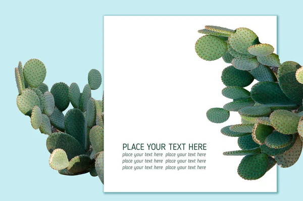 Opuntia cactus. Creative layout. Minimal style still life. — Stock Photo, Image