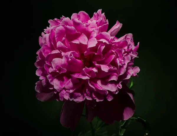 Big bright peony against black backdrop. Floral background.