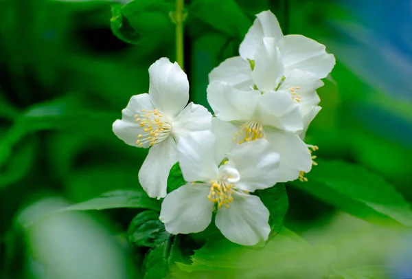 Flores grandes de jazmín blanco en el jardín . —  Fotos de Stock