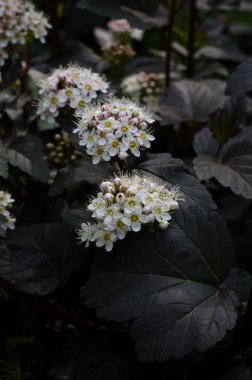 Yumuşak yakın resmi beyaz erkeçsakalı, Thunbergii Bush veya Thunbergii Meadowsweet duruldu. Güzel çiçek arka plan.