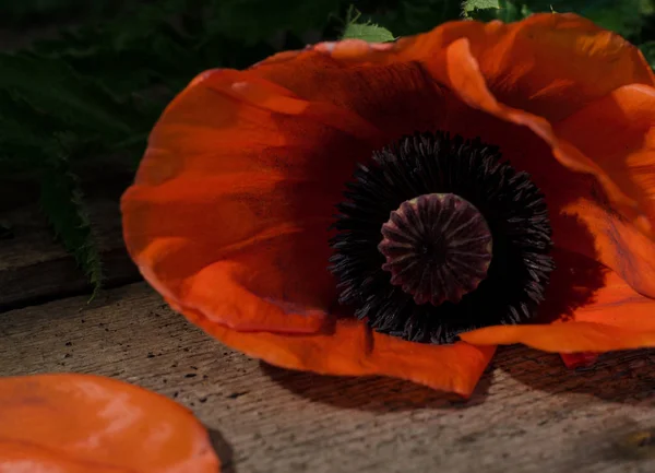 Flor de papoula vermelha em um fundo de madeira escura. Flores vermelhas foto com luz seletiva . — Fotografia de Stock