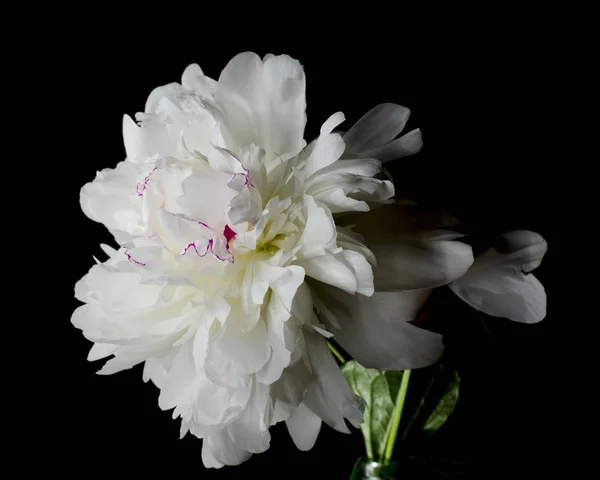 Gran peonía brillante sobre fondo negro. Fondo floral . — Foto de Stock