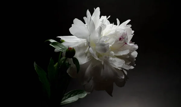 Grande peônia brilhante contra pano de fundo preto. Fundo floral . — Fotografia de Stock