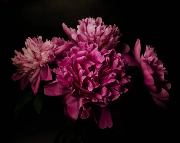 Big bright peony against black backdrop. Floral background. — Stock Photo, Image