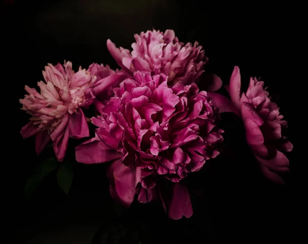 Big peony cerah terhadap latar belakang hitam. Latar belakang Floral . — Stok Foto