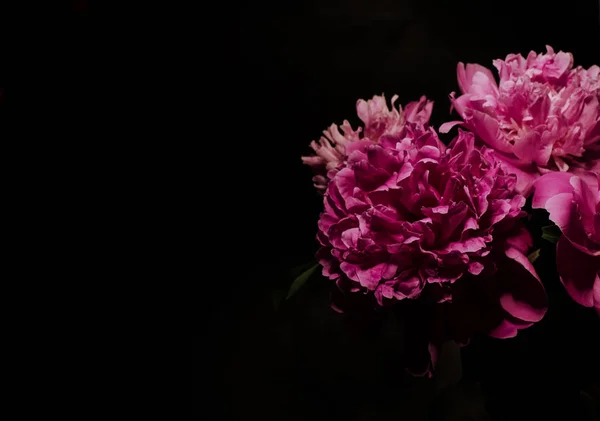 Big bright peony against black backdrop. Floral background.