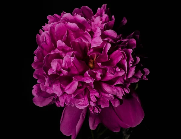 Big bright peony against black backdrop. Floral background. — Stock Photo, Image