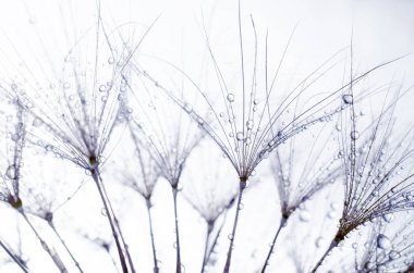 Lanet sakal çiçeği, Tragopogon dubius veya salsify tohumları. Soyut doğal arka plan.