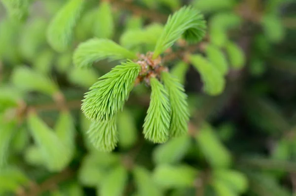 Junge flauschige grüne Fichtensprossen, Tannenzweige. — Stockfoto