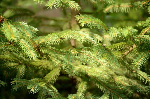 Young branches of the fir-tree. Traditional christmas background Royalty Free Stock Photos