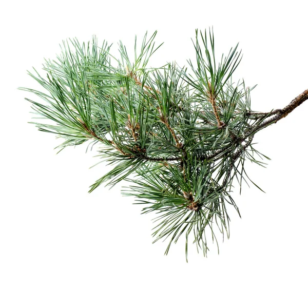 Fluffy Pine Tree Branch Isolated on White . — Stock Photo, Image