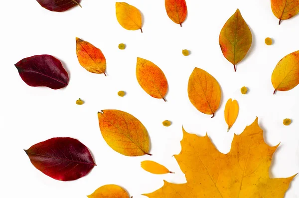 Autumn Composition of vibrant red and yellow leaves on a white background. Flat lay Top view trendy background. — Stock Photo, Image