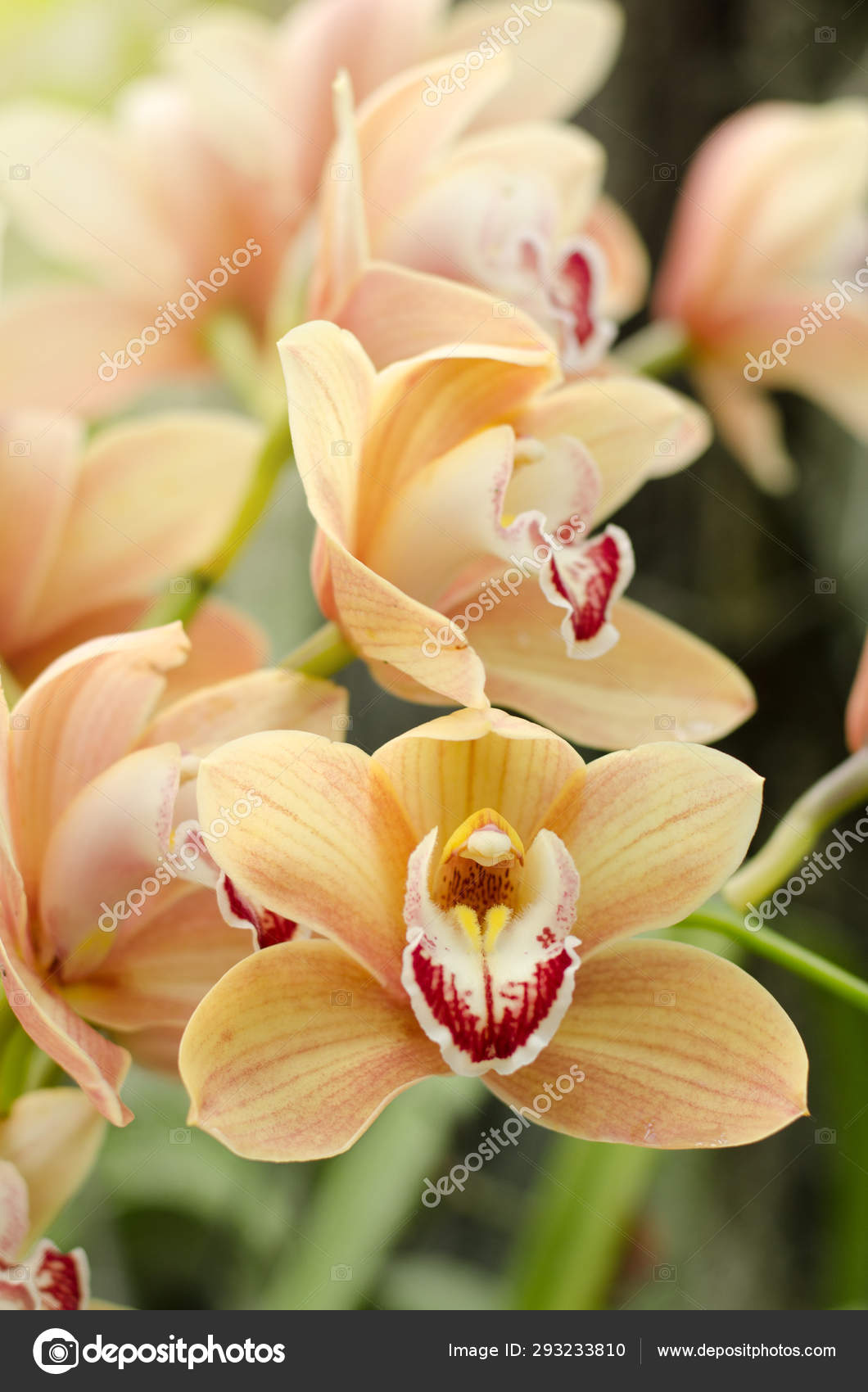 新鮮な胡蝶 蘭 温室 すべての美しい花の画像 新鮮な胡蝶 蘭 温室 すべての美しい花の画像