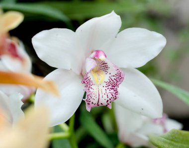 Phalaenopsis orkide botanik sera çiçek. Tropikal çiçek arka plan.