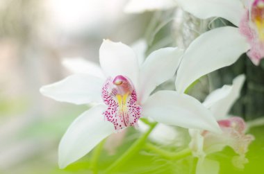 Phalaenopsis orkide botanik sera çiçek. Tropikal çiçek arka plan.