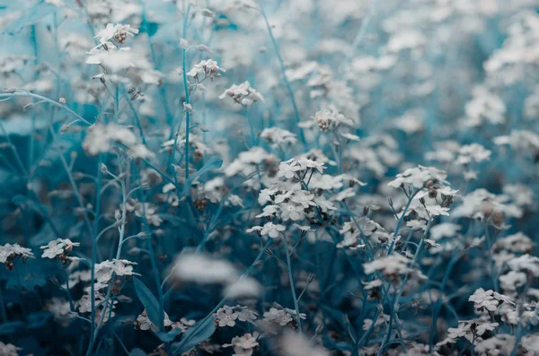 Prado selvagem de belas flores azuis esquecem-me não. Verão hipster tonificado fundo temporada . — Fotografia de Stock