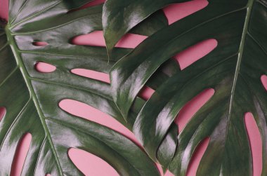 Büyük monstera bırakır. Canlı degrade holografik renkler moda düz yatıyordu tarzında tropikal Tema arka plan. Pop art. Doğal trendy arka plan.