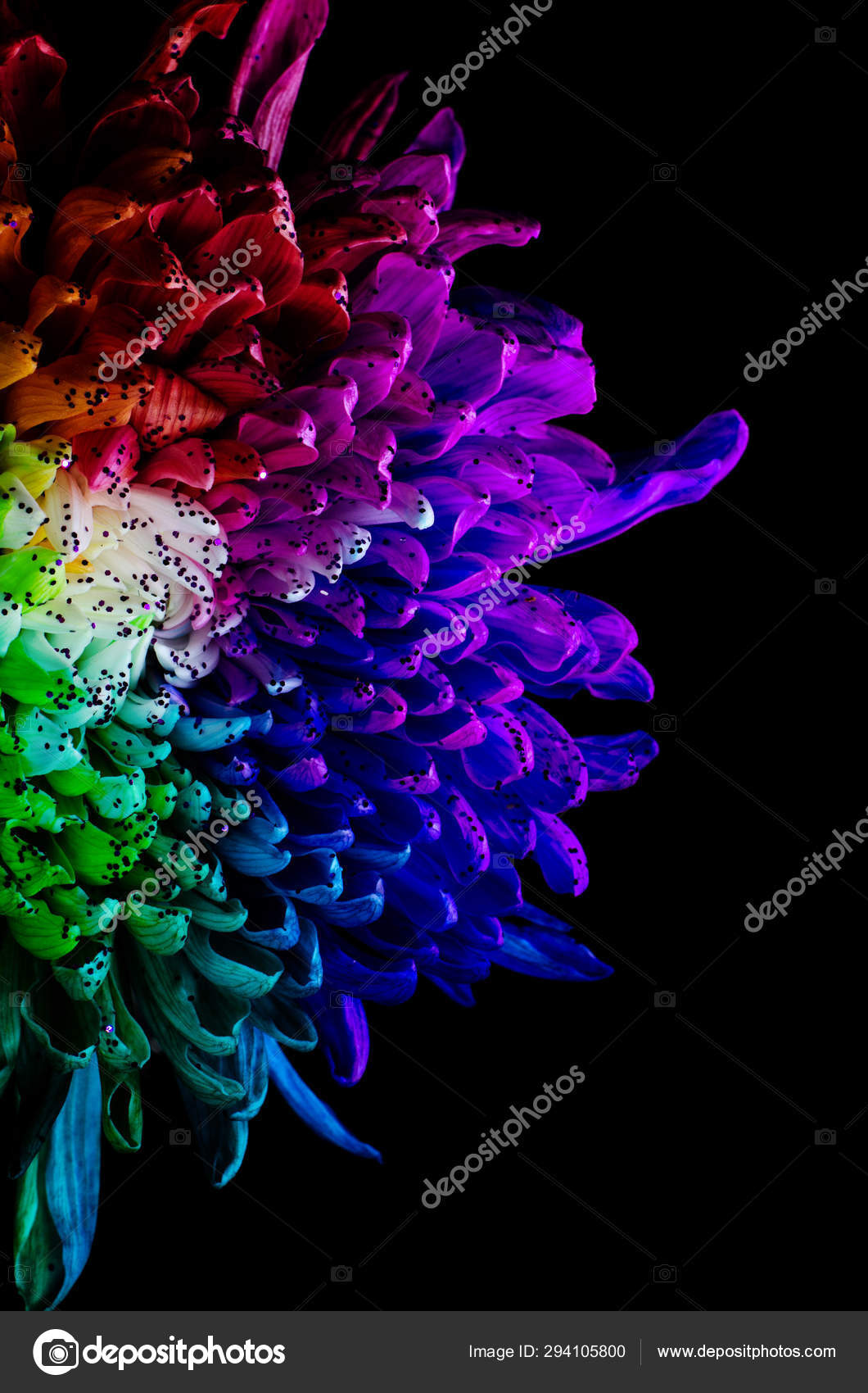 Rainbow Colored Dahlia. Low Key studio