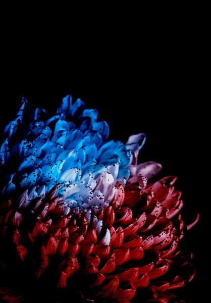 Neobişnuit Red şi Blue Dahlia. Low Key studio împușcat de o floare strălucitoare. Bun pentru imagini de fundal ecran . — Fotografie, imagine de stoc