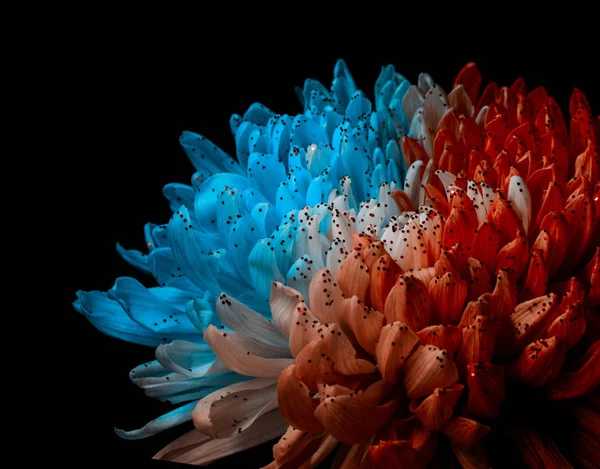 Unusual Red and Blue Dahlia. Low Key studio shot of a bright flower. Good for screen background wallpapers. — Stock Photo, Image