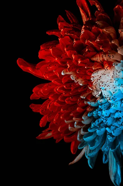 Ovanlig röd och blå Dahlia. Låg nyckel Studio skott av en ljus blomma. Bra för skärm bakgrundsbilder. — Stockfoto