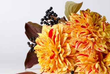 Mor arka plana karşı bir dizüstü bilgisayar üzerinde parlak sarı dahlias. Sonbahar, sonbahar romantik kavramı.