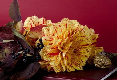 Mor arka plana karşı bir dizüstü bilgisayar üzerinde parlak sarı dahlias. Sonbahar, sonbahar romantik kavramı.