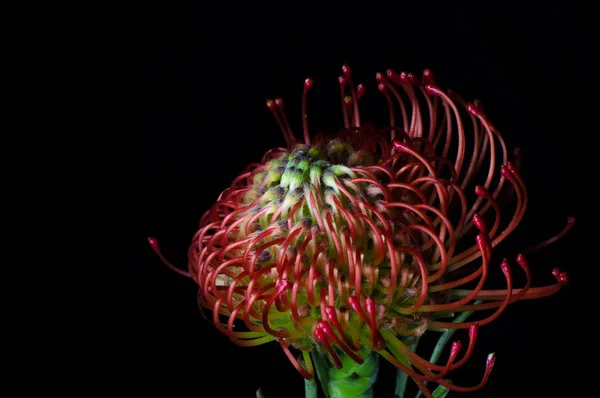 Leucospermum cordifolium, pincushion-protea vermelha. Close-up de uma bela flor de almofada de protea, símbolo de força, perseverança, prosperidade . — Fotografia de Stock
