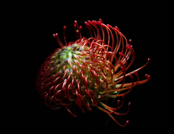 Leucospermum cordifolium, Pincushion-protea roşie. Închiderea unei frumoase flori de pernă de protea, simbol al puterii, perseverenței, prosperității . — Fotografie, imagine de stoc