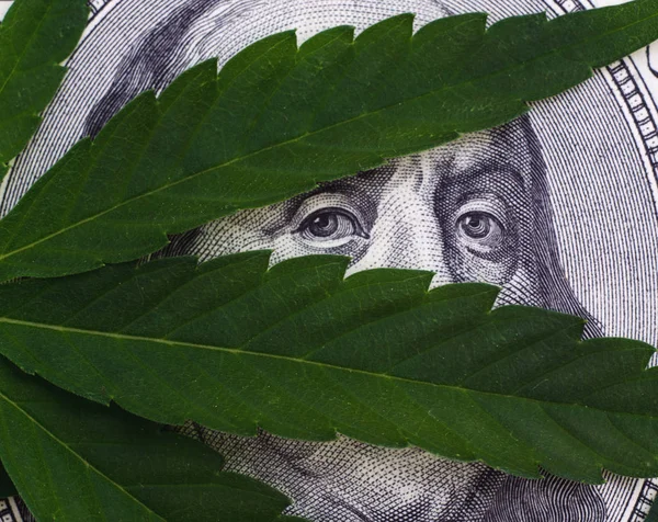 Blízká fotka Cannabis listí nad dolarovou pokladní poukázky USA izolované na bílém pozadí. — Stock fotografie