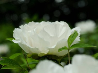 Güzel beyaz dağ ağaç Şakayık ile çiçek arka plan.