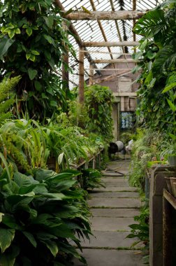 Ormangülü çiçek ve bir antika serada büyüyen tropikal bitki.