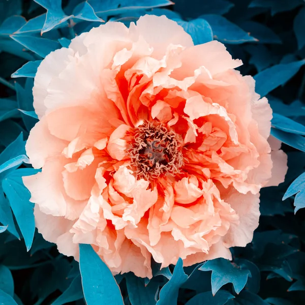 Beautiful gentle pink peony flower growing in the summer garden. Mountain tree peony.