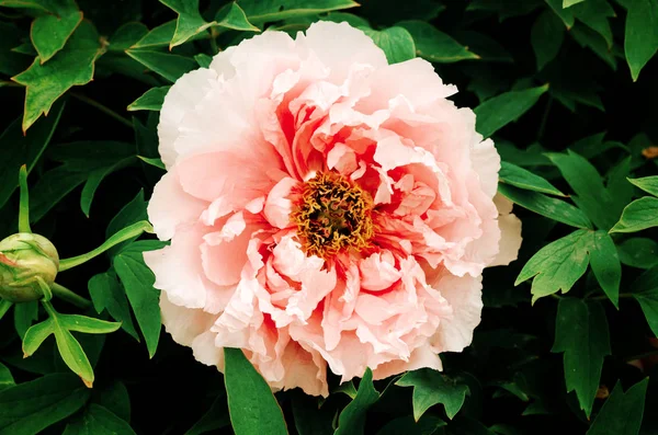 Linda flor de peônia rosa doce crescendo no jardim de verão. Peônia de árvore de montanha . — Fotografia de Stock