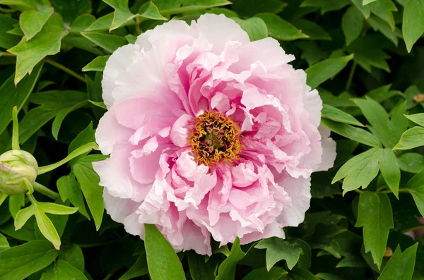 Linda flor de peônia rosa doce crescendo no jardim de verão. Peônia de árvore de montanha . — Fotografia de Stock