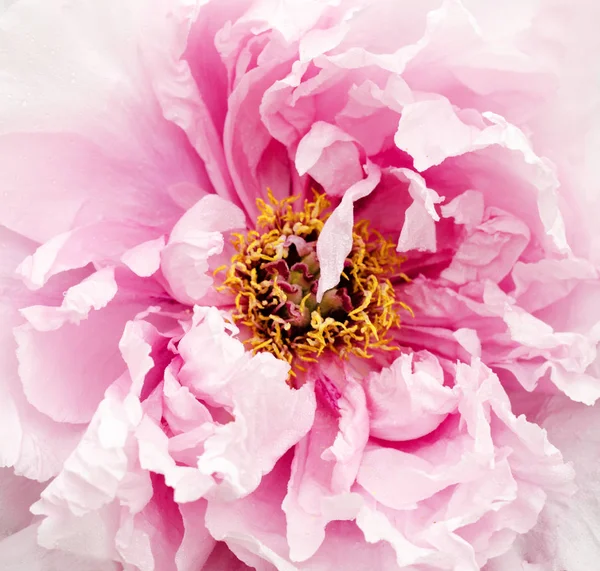 Linda flor de peônia rosa doce crescendo no jardim de verão. Peônia de árvore de montanha de close up . — Fotografia de Stock